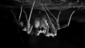 Die Springspinne Portia fimbriata - in Schlafposition kopfüber unter ihrem selbst gesponnenem Netz