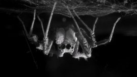 Die Springspinne Portia fimbriata - in Schlafposition kopfüber unter ihrem selbst gesponnenem Netz
