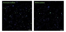 Einzelzell-Aufnahmen von Ammoniak-oxidierenden Archaeen und Nitrit-oxidierenden Nitrospinae in der Umwelt. Die unterschiedliche Häufigkeit und Größe kann klar erkannt werden. 