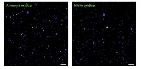 Einzelzell-Aufnahmen von Ammoniak-oxidierenden Archaeen und Nitrit-oxidierenden Nitrospinae in der Umwelt. Die unterschiedliche Häufigkeit und Größe kann klar erkannt werden. 