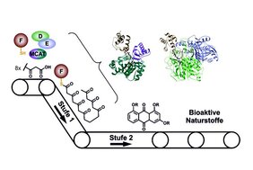 Beim Aufbau von Naturstoffen im Typ II PKS-System spielen die einzelnen Enzyme wie die Fließbänder einer Fabrik zusammen.  