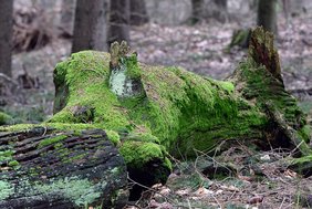 Neuer Index verbessert die Erfassung von Waldökosystemen Wald