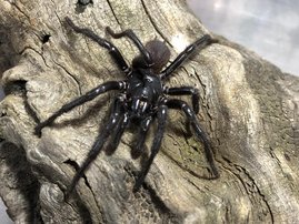 Ein männliches Exemplar der neu beschriebenen Art „Newcastle Funnel-web“ (Atrax christenseni)  