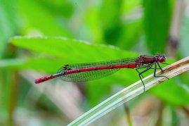 Adonislibelle (Pyrrhosoma nymphula). Adonislibelle (Pyrrhosoma nymphula).