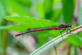 Adonislibelle (Pyrrhosoma nymphula). Adonislibelle (Pyrrhosoma nymphula).