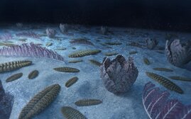 Die Ediacara-Fauna sorgte vor 560 Millionen Jahren für eine verbesserte Sauerstoff- und Nährstoffzufuhr in den Meeren. Künstlerische Darstellung