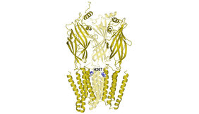 Kristallstruktur der Protonensensoren GABBA Rezeptor