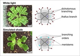 Marchantia polymorpha reduziert die Verzweigung 