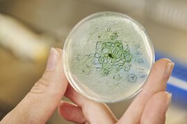 Cyanobakterien als Produzenten von Ethanol oder Wasserstoff – natürlicher Gentransfer könnte das möglich machen