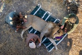 Das GAIA-Team beim Anlegen eines Sendehalsbandes an einen Löwen im Etosha-Nationalpark in Namibia 