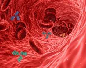 Antikörper Immunsystem Fein-tuning