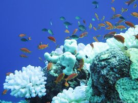 Gebleichtes Riff vor Saudi Arabien, links eine Koralle der Gattung Pocillopora 