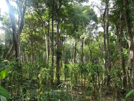 Vanille Agroforsts in Madagaskar, welcher direkt im Wald etabliert wurde. Der Anbau bietet zwar einen Lebensraum für gewisse Tier- und Pflanzenarten, Wald-Spezialisten können hier aber nicht mehr leben.