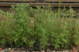 Ragweed