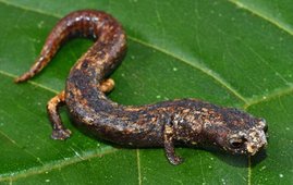 Die neue Salamander-Art Bolitoglossa chrysothyma aus dem privaten Schutzgebiet Panguana in Peru.  