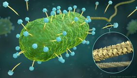 Künstlerische Darstellung von Phagen der Familie Siphoviridae (gelb und blau), die ein Bakterium (grün) infizieren. 
