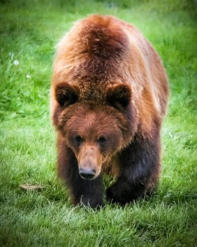 Bei Grizzlybären überstehen die Muskeln den Winterschlaf beinahe unbeschadet. Forscher*innen suchen nun nach den Mechanismen, um so auch bettlägerigen Menschen zu helfen. 