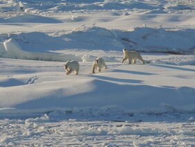 Die Arktis und ihre Bewohner sind massiv vom Klimawandel bedroht