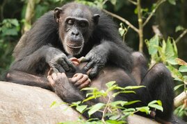 Die Anwesenheit und Fürsorge der Mutter während der besonders langen Kindheit ermöglicht es jungen Schimpansen, Fähigkeiten zu erlernen, die sie im Erwachsenenalter zum Überleben brauchen. 