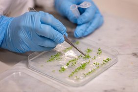 Die im Sensing Technologies Lab der unibz hergestellten biohybriden Pflanzen. 