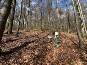 Messstandort im Buchenwald im Harz mit Datenlogger Messstandort im Buchenwald im Harz mit Datenlogger