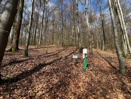 Messstandort im Buchenwald im Harz mit Datenlogger Messstandort im Buchenwald im Harz mit Datenlogger