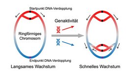 Verdopplung des bakteriellen Chromosoms Grafik