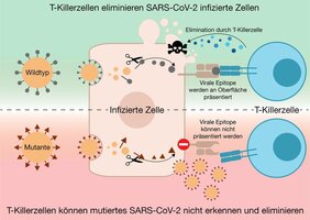 Grafische Darstellung einer  T-Killerzelle, die eine SARS-CoV-2 infizierte Zelle erkennt und eliminiert