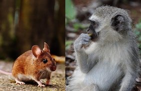 Eine Maus und ein Affe