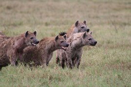Hyänengruppe bei Grenzkonflikt 