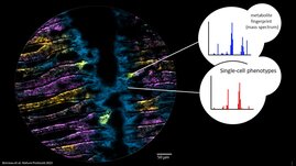 Metaboliten in Mikrobiomen auf der Mikrometerskala