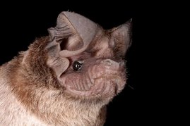 Bulldoggfledermaus (Mops plicatus)  