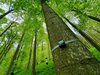 Baum mit Audio-Aufnahmegerät