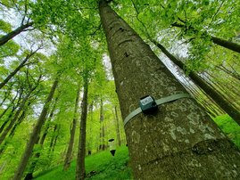 Baum mit Audio-Aufnahmegerät