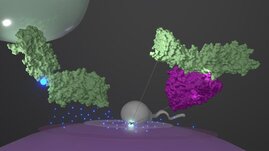Nach der Befruchtung setzt die Eizelle (lila) Zink-​Ionen (blaue Punkte) frei, was die Form des grünen Proteins auf der Oberfläche eines Spermiums ändert.
