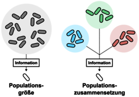   Bakterien können die Gesamtzahl einer Population ermitteln (Quorum Sensing; links). Über ein sogenanntes "Pumpsonden-System" kann Bacillus subtilis die Mengenanteile verschiedener Gruppen bestimmen (rechts). D Systeme sind bei grampositiven Bakterien weit verbreitet, aber auch bei Viren und mobilen genetischen Elementen.