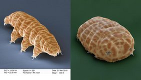 Bärtierchen