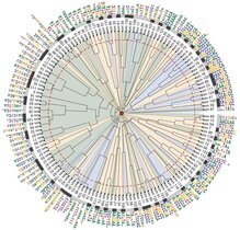 Genaue Methode zur Bestimmung aktiver Gene