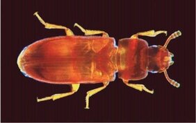 Roter Mehlkäfer Tribolium castaneum: Der "Zentralkomplex" im Gehirn wird bereits gebildet, wenn er noch eine Larve ist