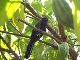 Der Riefenschnabelani ist häufig in den Kakaowäldern Nordperus anzutreffen. 