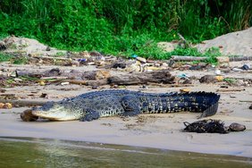 Leistenkrokodile können über sechs Meter lang und über eine Tonne schwer werden. Leistenkrokodil an der Mündung des Nilgawa-Flusses in der Stadt Matara im Süden von Sri Lanka