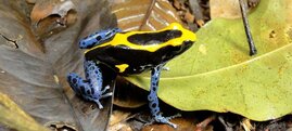 Baumsteigerfrosch Dendrobates tinctorius