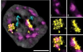 3D-DNA-FISH einer Zelle, die zeigt, wie nah Chromosom 19 (XCP19 – grün) und Chromosom 18 (XCP18 – orange) an den Kernflecken sind. 