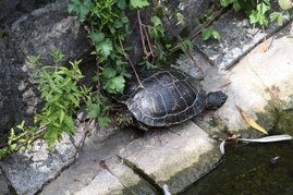 Nordamerikanische Buchstaben-Schmuckschildkröte invasive Art