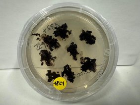 Petrischale mit Schwärzepilzen