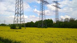 Durch das aktuell geplante „Fit for 55“-Paket werden in der EU Flächen Gewinnung von Bioenergie 