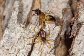 Die Spinnen sind nur etwa halb so groß wie ihre Ameisen-Beute