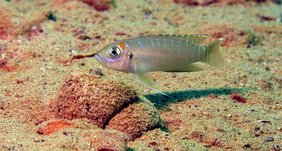 Neolamprologus brevis, ein Buntbarsch aus dem Tanganjikasee, ernährt sich unter anderem von kleinen Krebstierchen und Insektenlarven. 