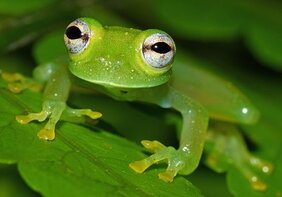 Chimirella mira  Glasfrosch