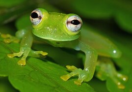 Chimirella mira Glasfrosch